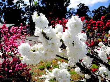 White Flowers, Pemberton, Western Australia